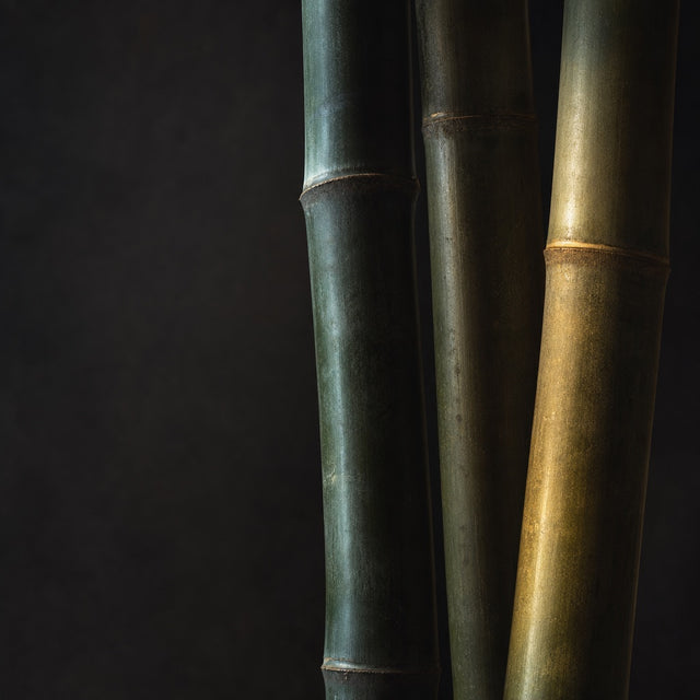 Bamboo culms